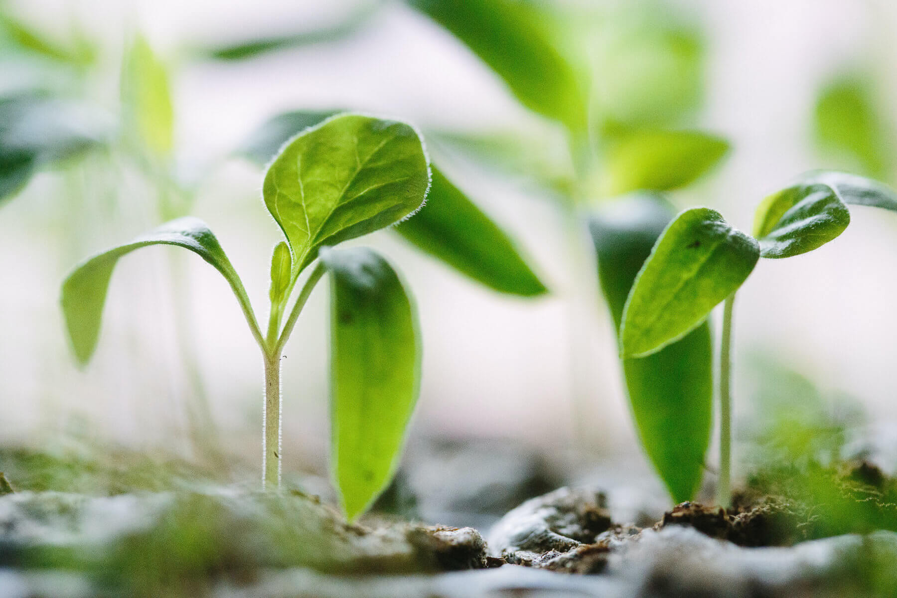 Grow your own food